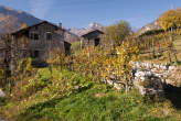 20071104_140625 Vigne.jpg